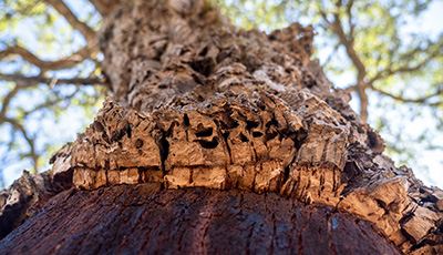 Why We Use Cork