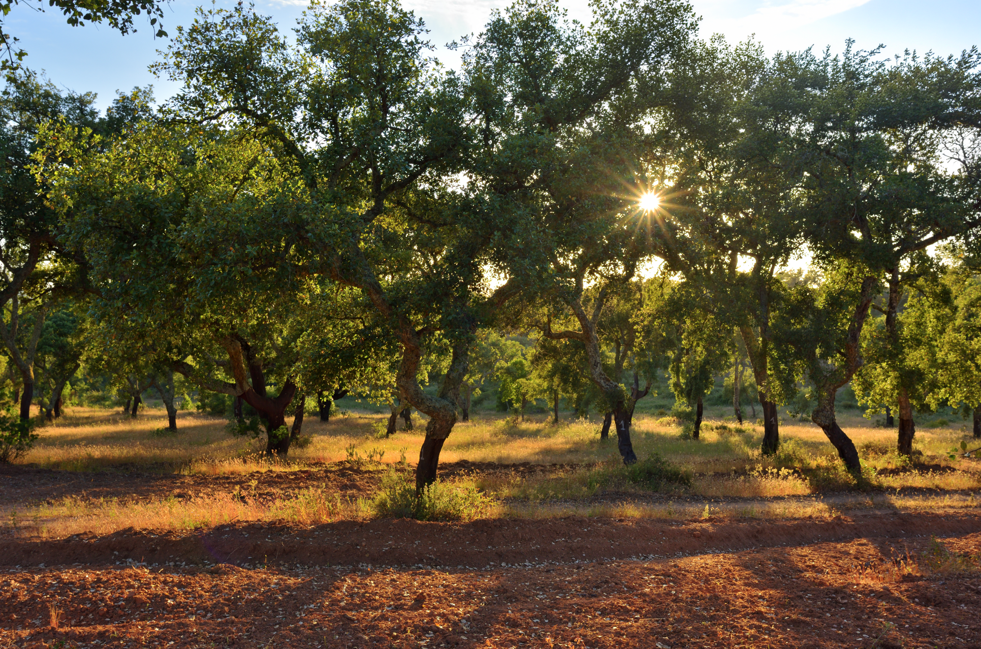 Oak grove landscape sustainability natural resilient resilience