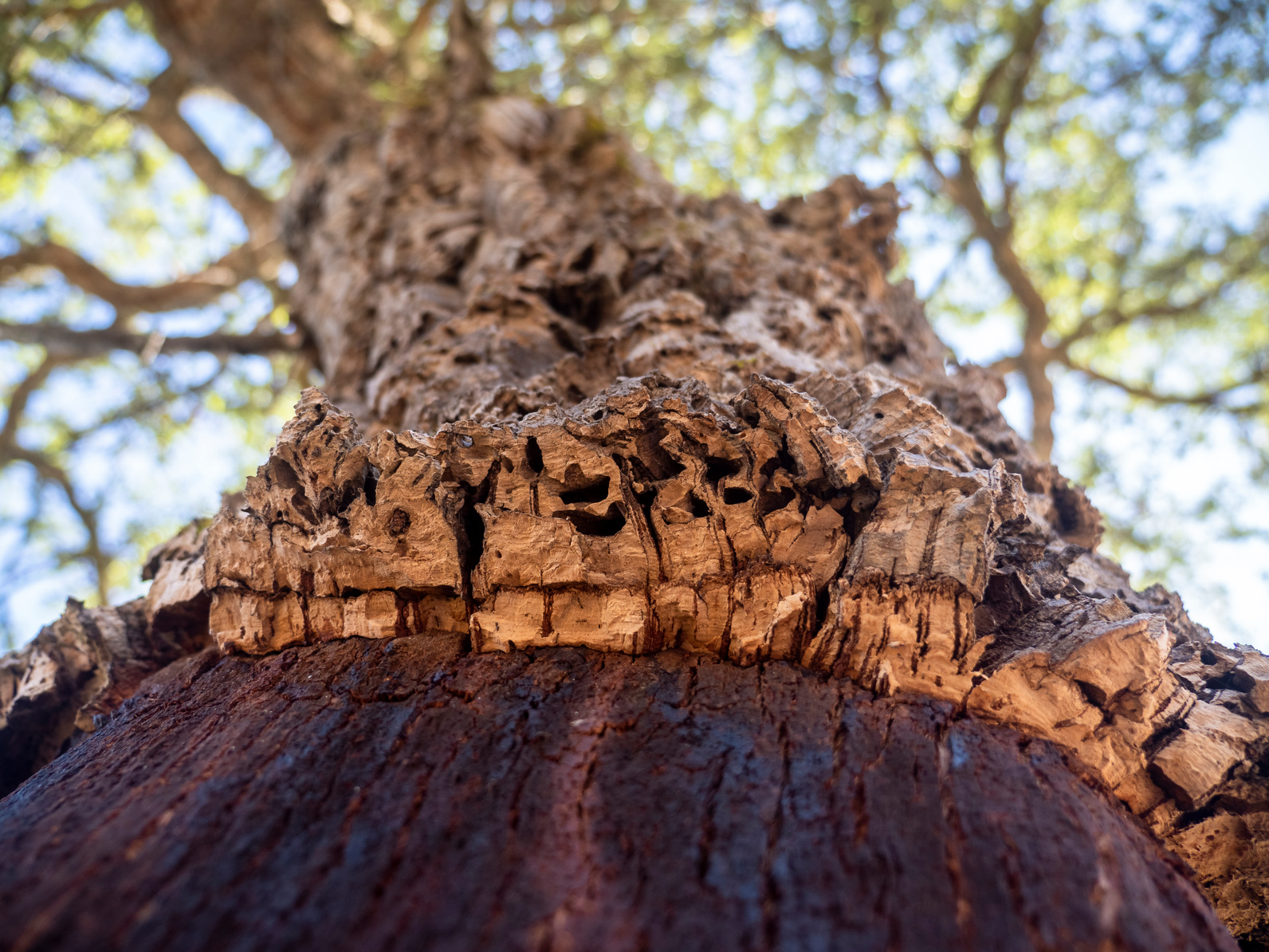 Cork oak tree bark